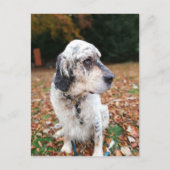 Najaar Briefkaart Dog (Voorkant)