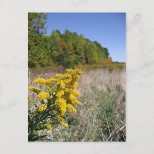 Najaar Briefkaart veld