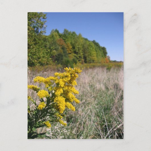 Najaar Briefkaart veld (Voorkant)