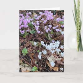 Najaar Cyclamen van Leaves Blank Kaart