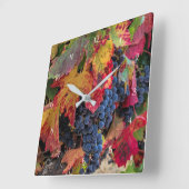 Najaar gekleurde wijndruiven en wijngaarden vierkante klok (Hoek)