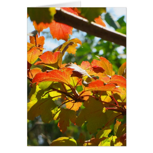 Najaar in Canberra (Voorkant)