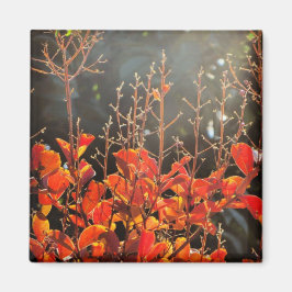 Najaar in Canberra Magneet