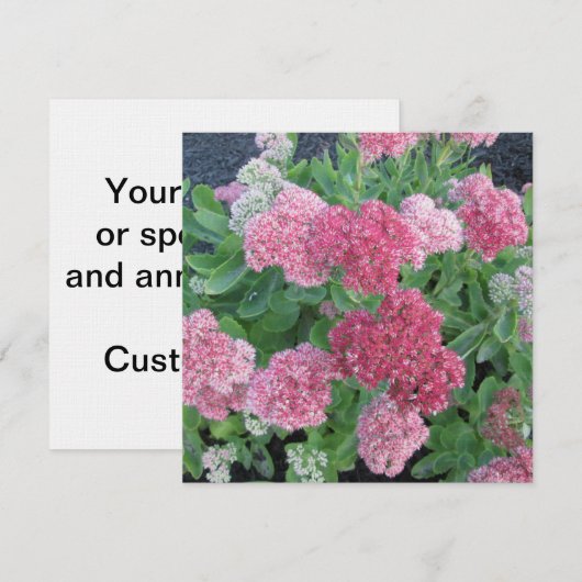 Najaar Joy Sedum Flowering Garden Plant Roze Groen Kaart (Voorkant / Achterkant)