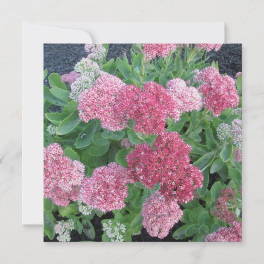 Najaar Joy Sedum Flowering Garden Plant Roze Groen Kaart (Voorkant)