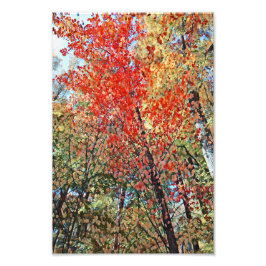 Najaar Trees-illustraties Foto Afdruk