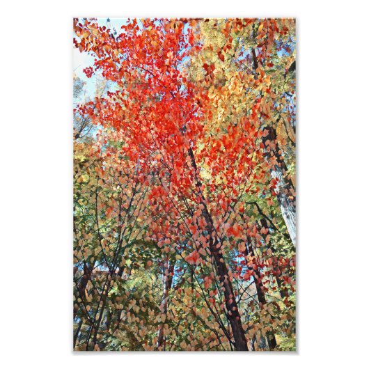 Najaar Trees-illustraties Foto Afdruk (Voorkant)