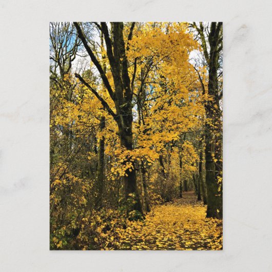 Najaar van de Bossen Briefkaart (Voorkant)