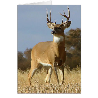 Najaar — Whitetail Buck