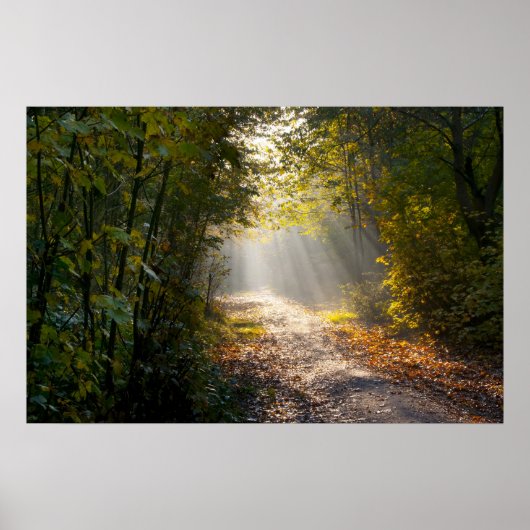 Najaar Woodland Path met Sunrays Poster (Voorkant)