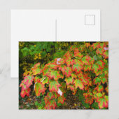Najaarbladeren Briefkaart (Voorkant / Achterkant)