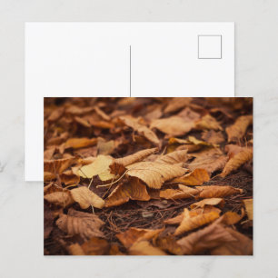 Najaarbladeren Briefkaart