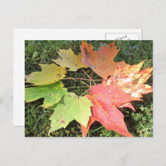 Najaarbladeren Briefkaart (Voorkant / Achterkant)