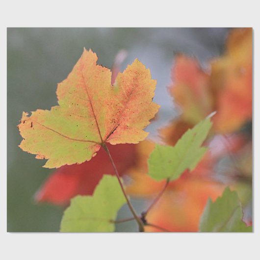 Najaarbladeren Cadeaupapier (Vlak)