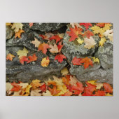 Najaarbladeren op steenwand, Man van de Minuut Poster (Voorkant)