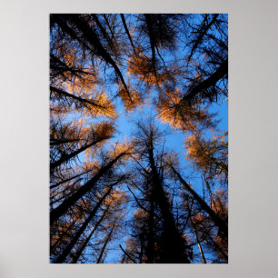 Najaarbomen op zonsondergang poster