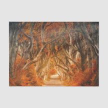 Najaarbosboombladeren bossen herfst