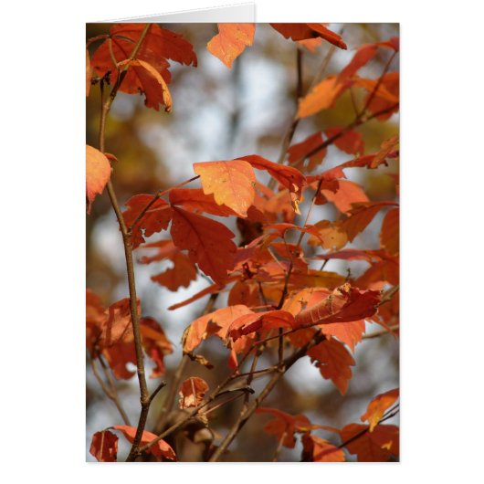 Najaarkleuren (Voorkant)