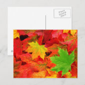 Najaarkleuren Briefkaart (Voorkant / Achterkant)
