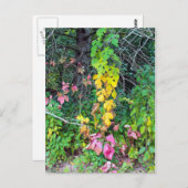 Najaarkleuren Briefkaart (Voorkant / Achterkant)