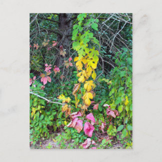 Najaarkleuren Briefkaart