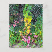 Najaarkleuren Briefkaart (Voorkant)