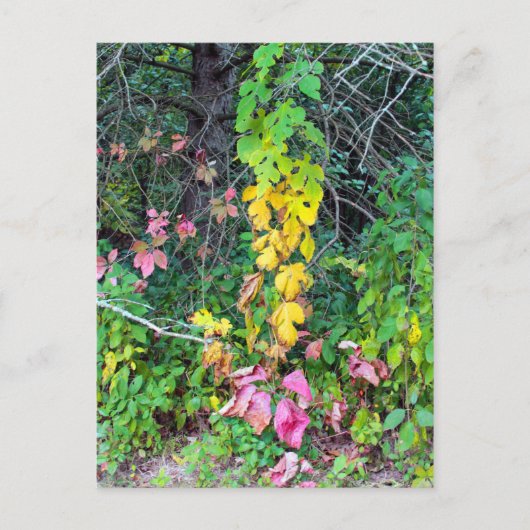 Najaarkleuren Briefkaart (Voorkant)