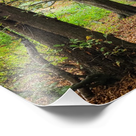 Najaarkleuren Foto Afdruk (Hoek)