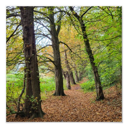 Najaarkleuren Foto Afdruk (Voorkant)