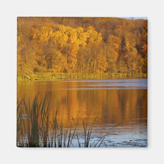 Najaarkleuren in Maplewood State Park nabij Magneet (Voorkant)