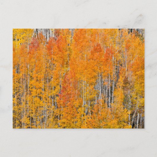 Najaarkleuren op Aspen Groves Briefkaart (Voorkant)