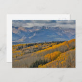 Najaarkleuren op Aspen Groves Briefkaart (Voorkant / Achterkant)
