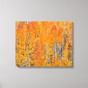 Najaarkleuren op Aspen Groves Canvas Afdruk