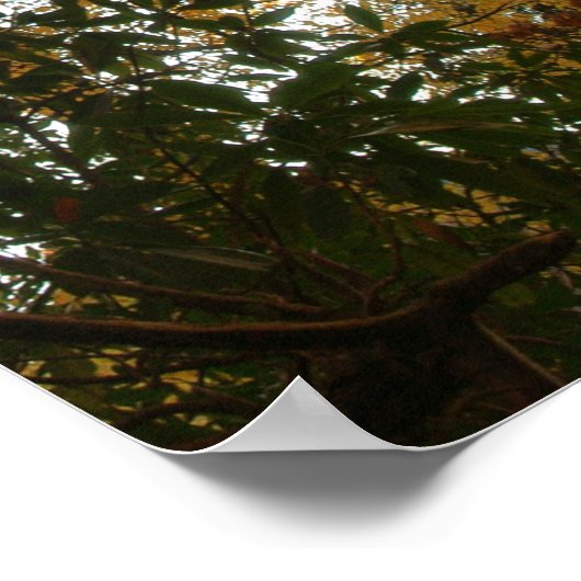 Najaarkleuren Poster (Hoek)