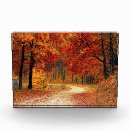 Najaarpad door de bomen fotoblokken