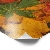 Najaars fall laat foto's afdrukken foto afdruk (Hoek)