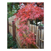 Najaars Japanse apelbladeren en omheining Foto Afdruk (Voorkant)