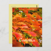 Najaars kleurt suikermoes in Canada Briefkaart (Voorkant / Achterkant)