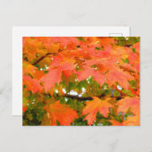 Najaars kleurt suikermoes in Canada Briefkaart (Voorkant / Achterkant)