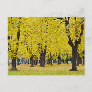 Najaarsansichtkaart Briefkaart