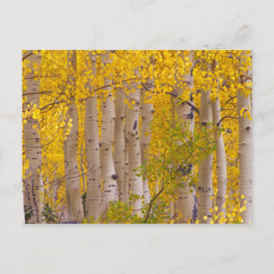 Najaarsasten in Kebler Pass in Colorado. Briefkaart