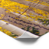 Najaarsasten in Kebler Pass in Colorado. Poster (Hoek)