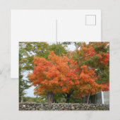 Najaarsbladeren in New England Briefkaart (Voorkant / Achterkant)