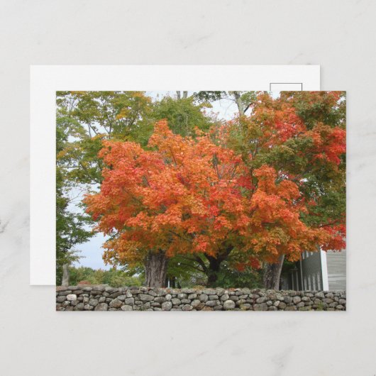 Najaarsbladeren in New England Briefkaart (Voorkant / Achterkant)