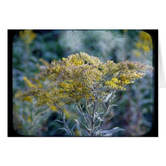 Najaarsbloemen (Voorkant Horizontaal)