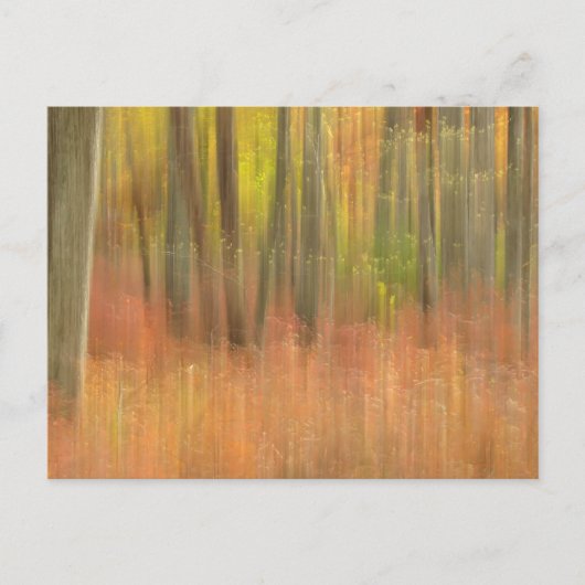 Najaarsbossen abstract briefkaart (Voorkant)