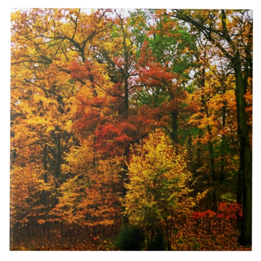 Najaarse Oranje bomen Tegeltje (Voorkant)