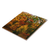 Najaarse Oranje bomen Tegeltje (Zijkant)