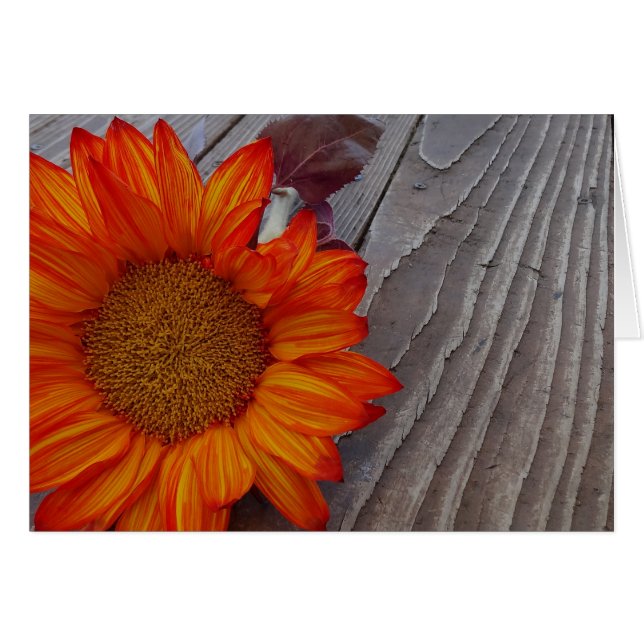 Najaarse Oranje zonnebloem (Voorkant Horizontaal)