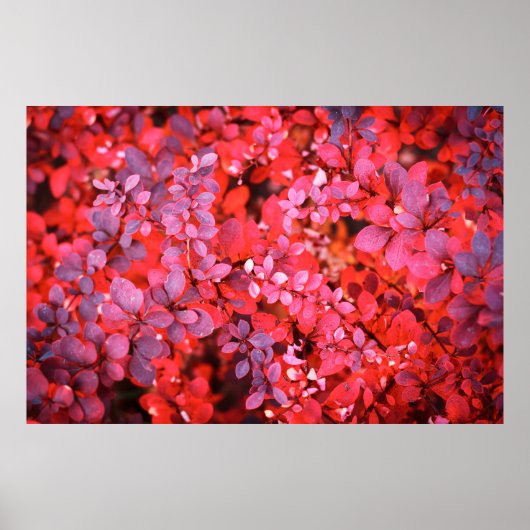 Najaarse rode vioolse trillende struik bladerachte poster (Voorkant)
